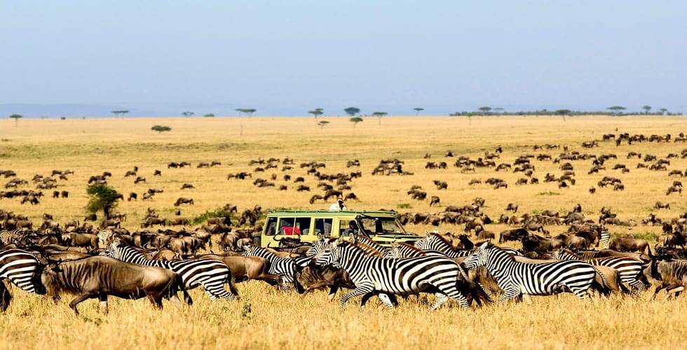 A lioness resting on the Serengeti plains during a wildlife safari